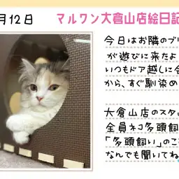 【 スコティッシュフォールド 】穏やかなスコちゃんなら多頭飼いも夢じゃない!