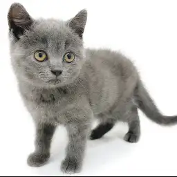 ブリティッシュショートヘア