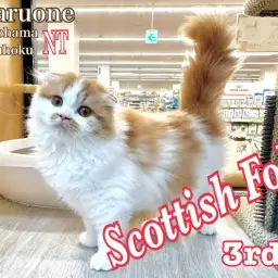 【 スコティッシュフォールド 】癒し系のまん丸にゃんこご紹介ブログ3rd