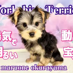 【 ヨーキー 】そばに居るだけで明るく楽しい時間が過ごせちゃうね！