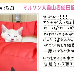 【 マンチカン 】ついに！！その時がやって来た！！世界一可愛いスイカ爆誕！！