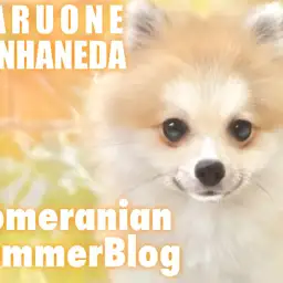 【 ポメラニアン 】今年の夏はポメラニアンで決まり！ポメサマーライフをお届けします！