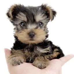 ヨークシャーテリア