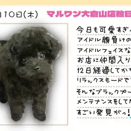 【 トイプードル 】アイドル級の可愛さ!メンテナンスしてたらすごい発見!