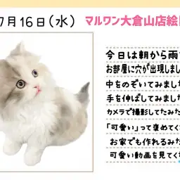 【 スコティッシュフォールド 】お部屋に穴が出現!狭いところが好きな理由とは?!