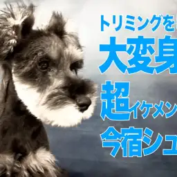 【 ミニチュアシュナウザー 】今宿シュナの初カットはダンディ過ぎて惚れてまう説！