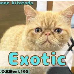 【 ほっこり北通vol.190 】遂に念願のお散歩デビューを果たしたエキゾくん！