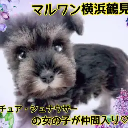 【 ミニチュアシュナウザー 】おっとりシュナちゃんが、マルワン横浜鶴見店に仲間入り！