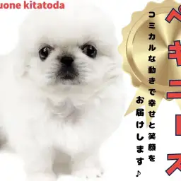 【 ペキニーズ 】犬界のホワイトライオン入店!鼻ぺちゃ顔好きの方必見!
