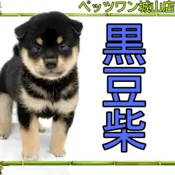 【 豆柴 】へそ天もできる!人馴れ抜群の豆柴ちゃん登場