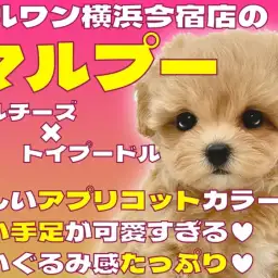 【 マルプー 】無防備すぎる癒し系！マルチーズとトイプードルの最強MIX！