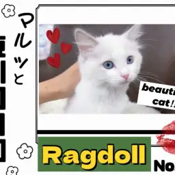 【 マルっと東川口日和日和No.43 】ワンランク上の美貌を持つラグちゃん！