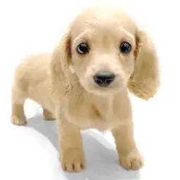 ミニチュア・ダックスフント