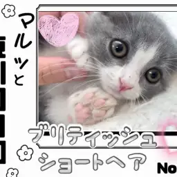 【 マルっと東川口日和No.46 】丸顔猫好きさん必見！癒し度満点のブリちゃん！