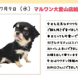 【 チワワ 】今日は2回目のワクチンの日！真夏の暑さにも負けない元気娘！