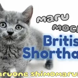 【 ブリティッシュショートヘア 】静かに寄り添うまん丸フェイスの可愛い男の子