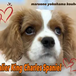 【 キャバリア 】生後85日むっちり感満載！癒しのスパニエル！！