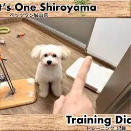 【 城山トレーニングダイアリー 】ポメプーちゃんの初めてのトレーニング