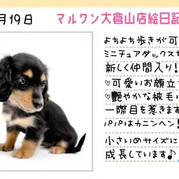 【 ミニチュアダックス 】ツヤツヤ被毛！長いまつ毛！小ぶりなダックスがやって来た！