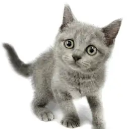 ブリティッシュショートヘア