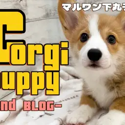 【 コーギー 】愛され力抜群なルックスと性格を持つ、アクティブな生活の相棒犬!