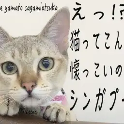 【 シンガプーラ 】クールな見た目のフレンドリー猫ついに触れ合い始めちゃいました