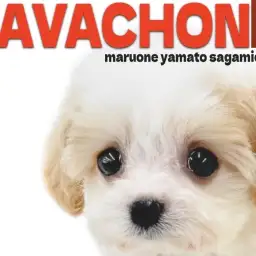 【 MIX 】キャバリアとビションフリーゼのミックス！マルワンのキャバション登場