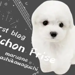 【 ビションフリーゼ 】愛され度注目度No.1!大人気の激かわビションちゃん!