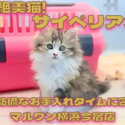 【 サイベリアン 】猫ちゃん初心者は必見！おっとりガールの無防備ギャラリー集！