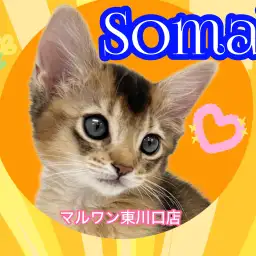 【 ソマリ 】猫界のプリンス登場!この子の魅力を知っておかないと損です!