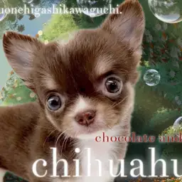 【 チワワ 】小さめDNAを受け継ぐちびっ子チョコタンチワワ!激カワな姿をご紹介