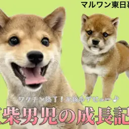 【 豆柴 】生後5か月の体重2.9kg！最強エンジェルスマイルに胸キュン確定！