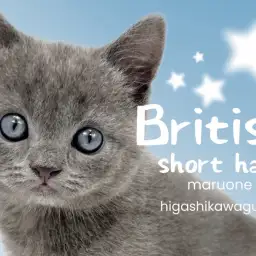 【 ブリティッシュショートヘア 】究極の癒し系キャット!丸顔猫好きさん集合です!