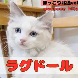 【 ほっこり北通vol.191 】フミフミ大好きな甘えん坊ラグドールが入店!!