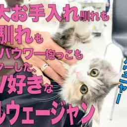 【 ノルウェージャン】三大お手入れも人馴れもマスターしたTV好きにゃんこに成長！