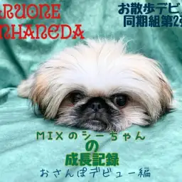 【 MIX・シーペキ 】それぞれのお散歩デビュー第2弾！歩き方が可愛すぎるぞ！