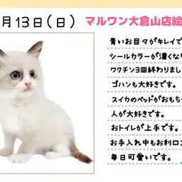 【 ラグドール 】温厚で美しい大型ネコちゃんが好きな方はこの子に決まり!