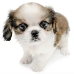 MIX（ペキニーズ×キャバリアキングチャールズスパニエル）