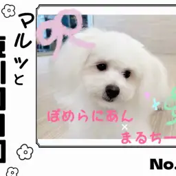 【 マルっと東川口日和No.41 】ケアdayのポメマルちゃんに密着!