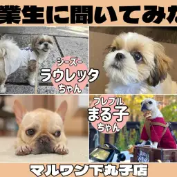 【 卒業生インタビューVol.3 】フレブルとシーズーとの出会いは偶然？奇跡？