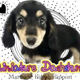 【 ミニチュアダックス 】愛と胴がギュッと詰まった漆黒の正統派イケメン登場！