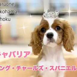 【 キャバリア 】お耳のウェーブで可愛さが増した生後4ヶ月のキャバリアちゃん