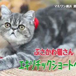 【 エキゾチック 】生後6ヶ月！安定感のあるむっちりボディに成長中