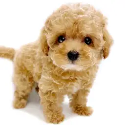 MIX（チワワ×トイプードル）