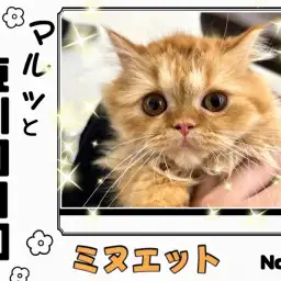 【 マルっと東川口日和No.68 】ベビーフェイスなミヌちゃんの成長記録!