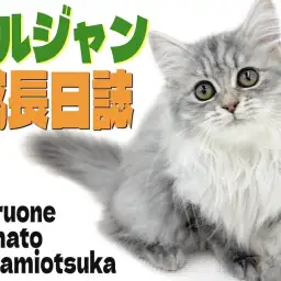 【 ノルウェージャン 】毛量も甘えん坊さもパワーアップ！生後3ヶ月半の成長記録