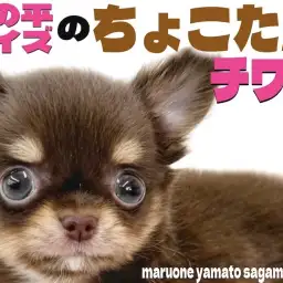 【 チワワ 】圧倒的な小ささと圧倒的な可愛さで大人気のチョコタンカラーの男の子！