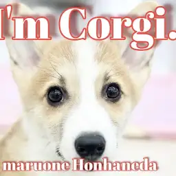 【 コーギー 】鮮やかなレッドホワイト！イケメン確定の短足王子の日常！