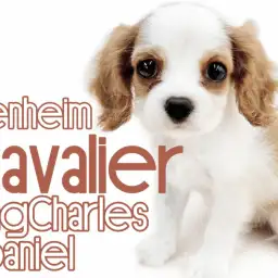 【 キャバリア 】王道ブレンハイムが美しい！穏やかな性格で甘えん坊な女の子！