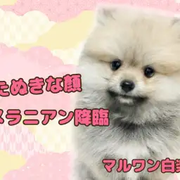 【 ポメラニアン 】爆毛＆たぬき顔！人懐っこさ満点の愛されガール
